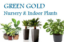 GREEN GOLD Nursery & Indoor Plants