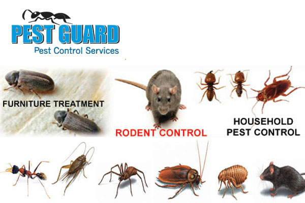 Pest Guard pest control service - Dhaka, Bangladesh.