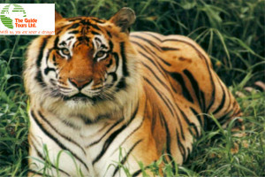 The Guide Tours Ltd - Royal Bengal Tiger