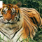 The Guide Tours Ltd - Royal Bengal Tiger