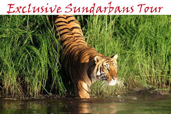 Exclusive Sundarbans Tour