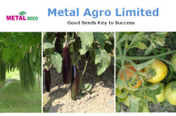 Metal Seed - Metal Agro Limited