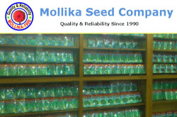 Mollika Seed Company