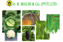 A. R. Malik & Company (Pvt.) Ltd